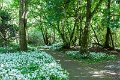 Springtime in Monaghan 2013 (2)